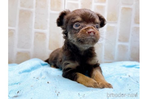 成約済の東京都のチワワ(ロングコート)-273987の5枚目