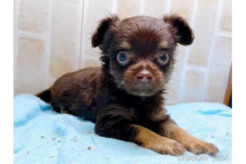 成約済の東京都のチワワ(ロングコート)-273987の6枚目