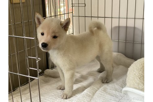 成約済の岡山県の柴犬-268997の5枚目