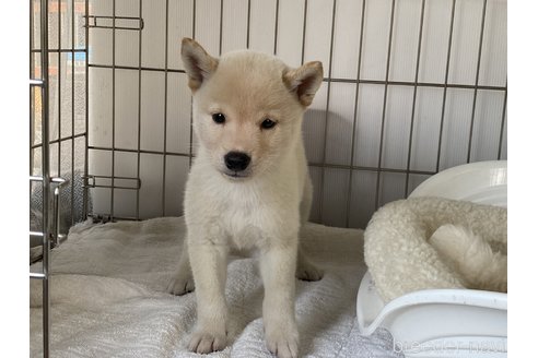 成約済の岡山県の柴犬-268997の4枚目