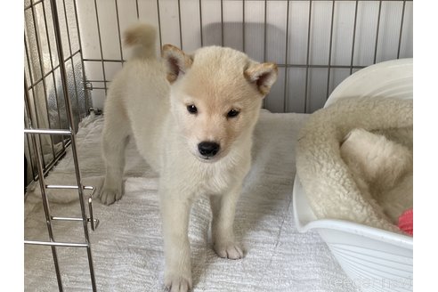 成約済の岡山県の柴犬-268997の3枚目