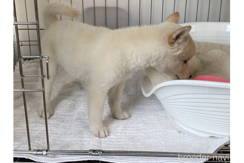 成約済の岡山県の柴犬-268997の2枚目