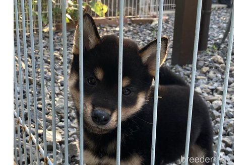 成約済の岡山県の柴犬-268995の4枚目