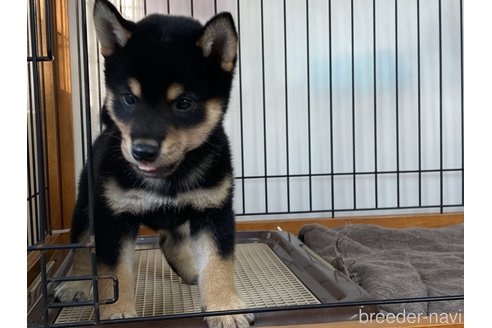 成約済の岡山県の柴犬-268995の2枚目