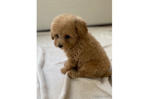 成約済の静岡県のトイプードル-273970の4枚目