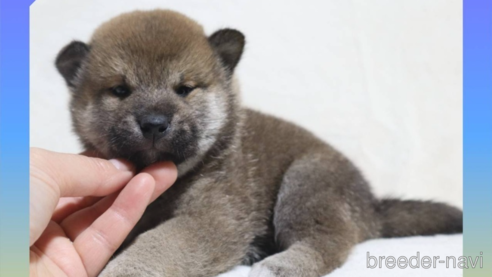 成約済の岡山県の柴犬-269121