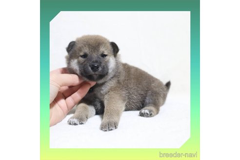 成約済の岡山県の柴犬-270410の28枚目