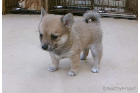 成約済の佐賀県のミックス犬-273986の2枚目