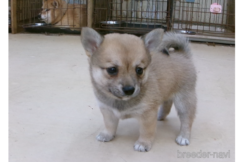 成約済の佐賀県のミックス犬-273986の3枚目