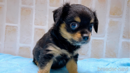 成約済の東京都のチワワ(ロングコート)-273989の1枚目