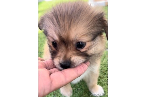 成約済の福岡県のミックス犬-271832の5枚目