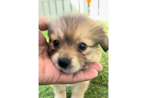 成約済の福岡県のミックス犬-271832の2枚目