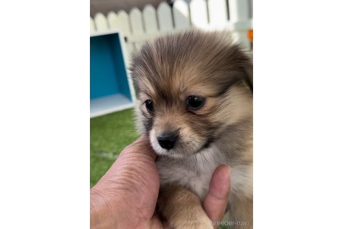 成約済の福岡県のミックス犬-271832の3枚目