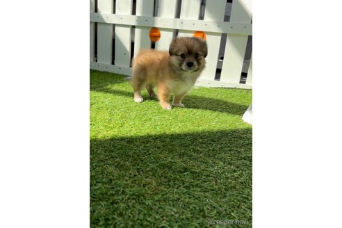 成約済の福岡県のミックス犬-271832の4枚目