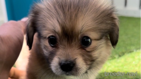 成約済の福岡県のミックス犬-271832の1枚目