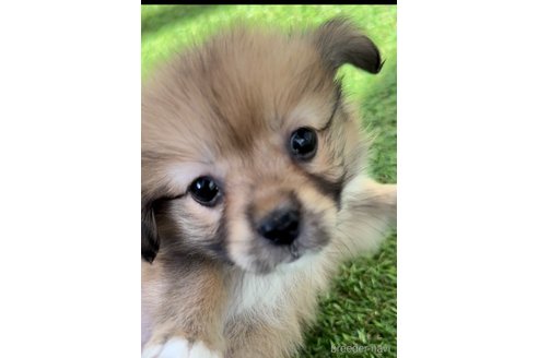 成約済の福岡県のミックス犬-270008の2枚目