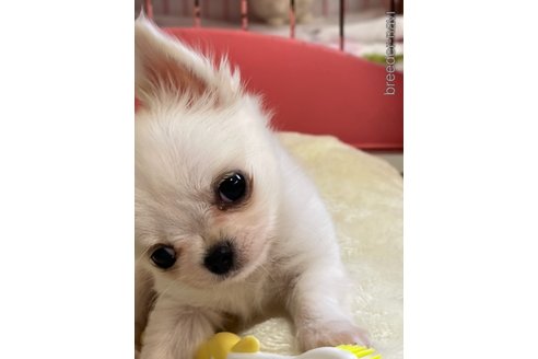 成約済の岐阜県のチワワ(ロングコート)-269722の29枚目