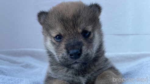 成約済の広島県の柴犬-273167の5枚目