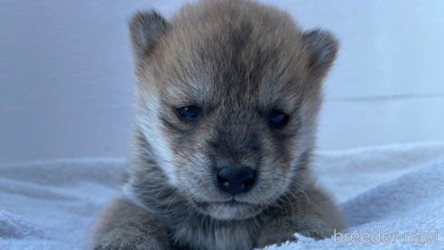 成約済の広島県の柴犬-273168の7枚目