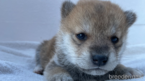 成約済の広島県の柴犬-273169の6枚目