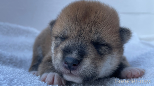 成約済の広島県の柴犬-274105の8枚目