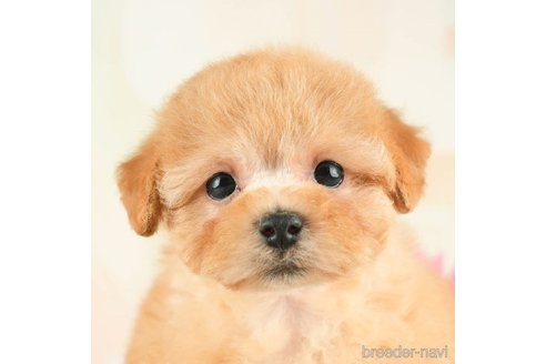 成約済の千葉県のトイプードル-274010の2枚目