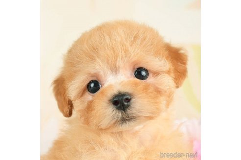 成約済の千葉県のトイプードル-274010