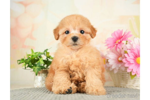 成約済の千葉県のトイプードル-274010の3枚目