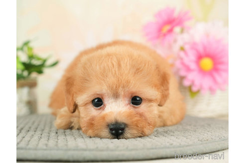 成約済の千葉県のトイプードル-274010の5枚目