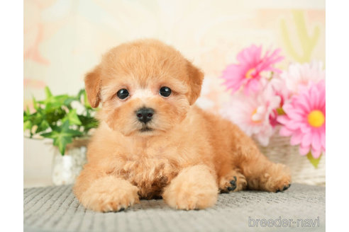 成約済の千葉県のトイプードル-274010の4枚目