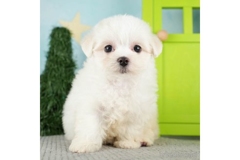 成約済の千葉県のマルチーズ-274013