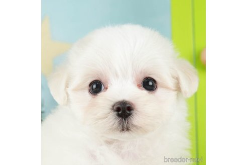 成約済の千葉県のマルチーズ-274013の2枚目