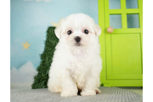 成約済の千葉県のマルチーズ-274013の3枚目