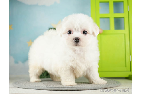 成約済の千葉県のマルチーズ-274013の4枚目