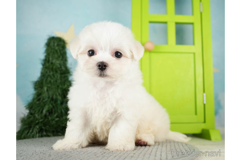 成約済の千葉県のマルチーズ-274013の5枚目