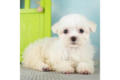 成約済の千葉県のマルチーズ-274015の1枚目