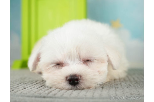 成約済の千葉県のマルチーズ-274015の2枚目