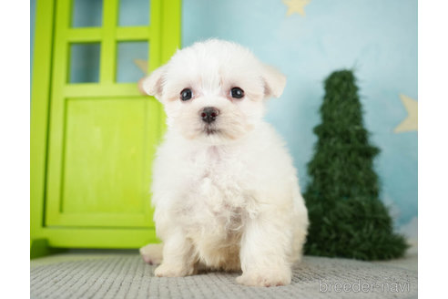 成約済の千葉県のマルチーズ-274015の3枚目