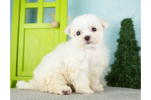 成約済の千葉県のマルチーズ-274015の4枚目