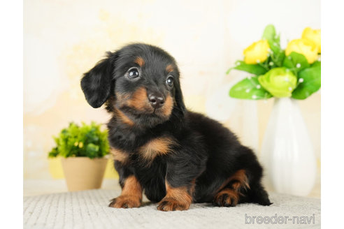 成約済の千葉県のミニチュアダックスフンド(ロングヘアード)-274016の5枚目