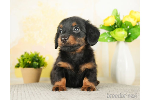 成約済の千葉県のミニチュアダックスフンド(ロングヘアード)-274016の4枚目