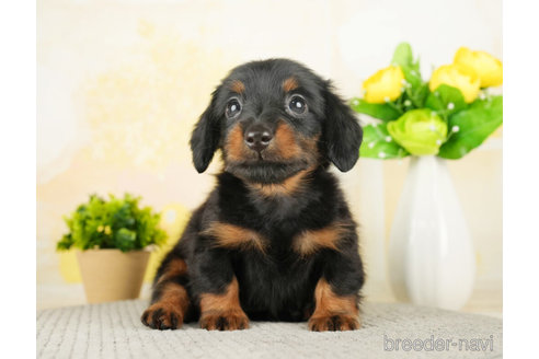 成約済の千葉県のミニチュアダックスフンド(ロングヘアード)-274016の3枚目