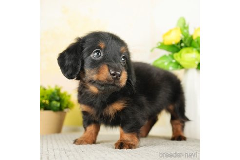 成約済の千葉県のミニチュアダックスフンド(ロングヘアード)-274016の2枚目