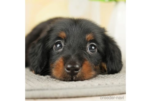 成約済の千葉県のミニチュアダックスフンド(ロングヘアード)-274016の1枚目