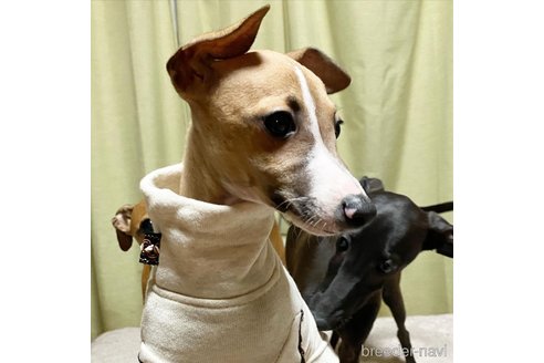 成約済の北海道のイタリアングレーハウンド(イタグレ)-272654の24枚目