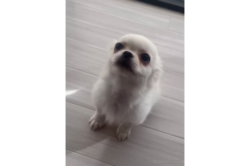 成約済の福岡県のミックス犬-263595の2枚目