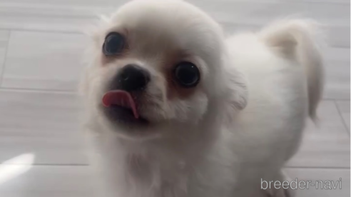 成約済の福岡県のミックス犬-263595