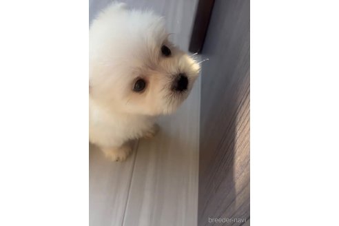 成約済の福岡県のポメマル:ポメラニアン×マルチーズ-274067の11枚目