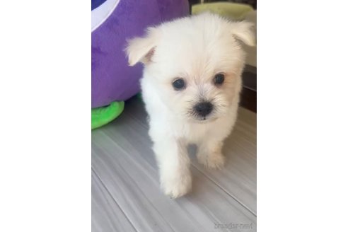 成約済の福岡県のポメマル:ポメラニアン×マルチーズ-274067の12枚目