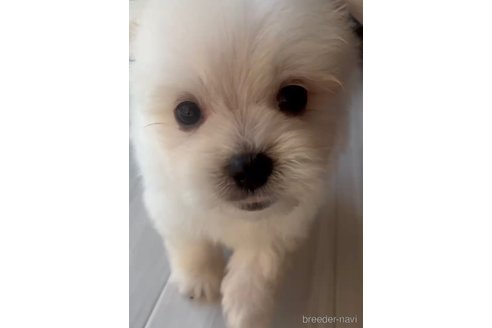 成約済の福岡県のポメマル:ポメラニアン×マルチーズ-274067の13枚目